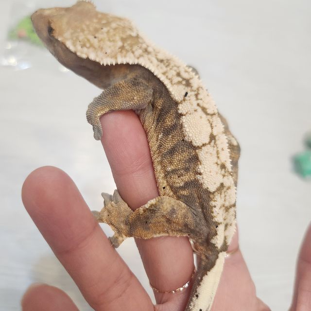세이블