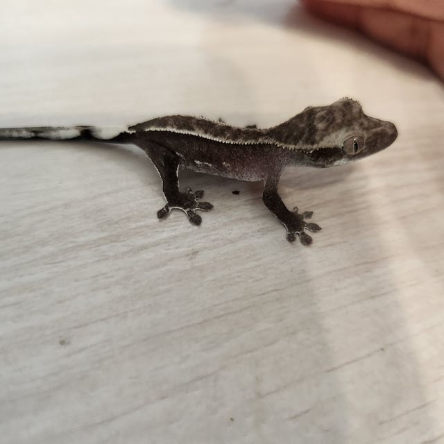아잔틱