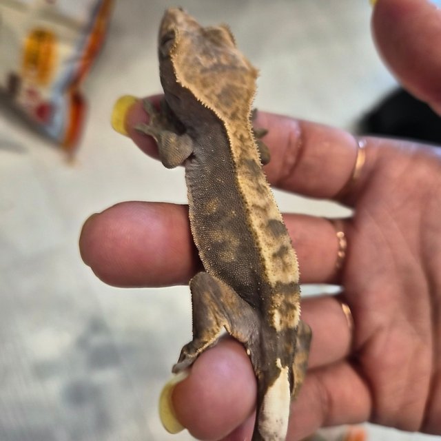 100%헷아잔틱 카푸치노