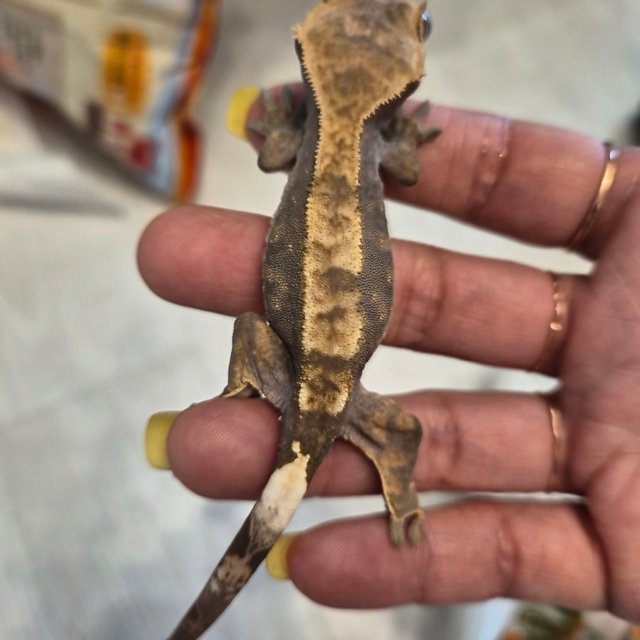 100%헷아잔틱 카푸치노