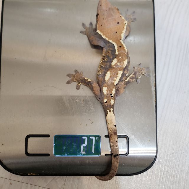 카푸치노