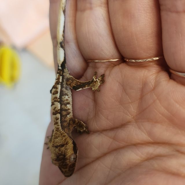 트라이