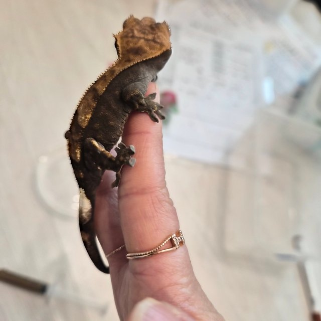 100%헷아잔틱 카푸치노