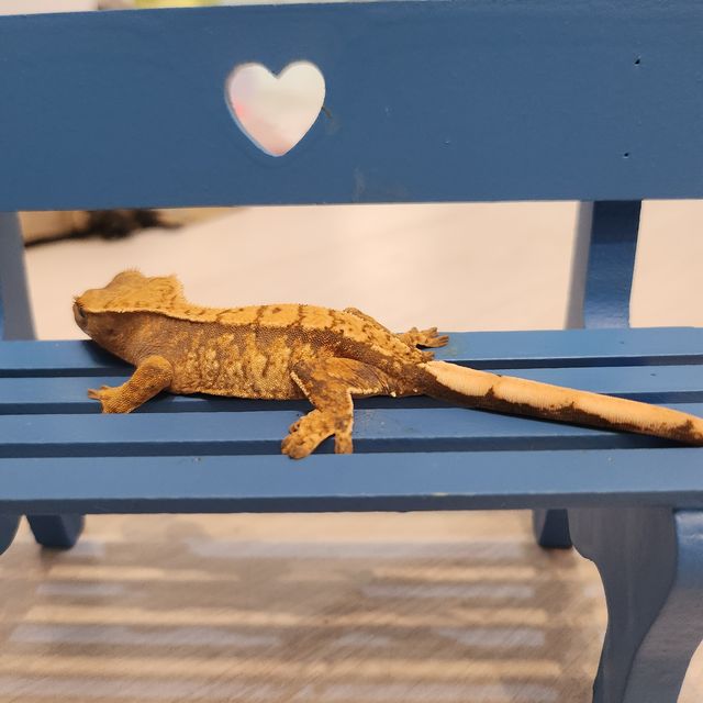 트라이