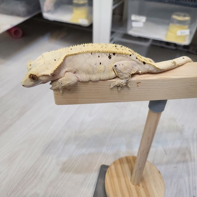 노멀