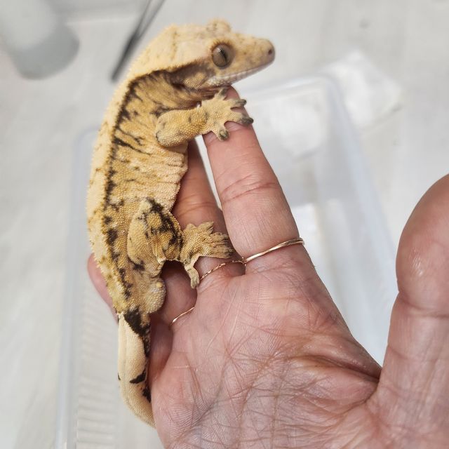 트라이