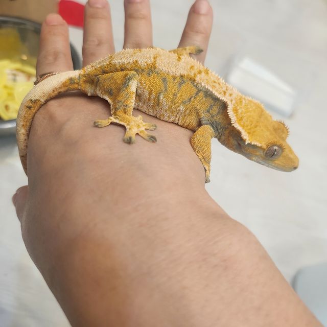 트라이