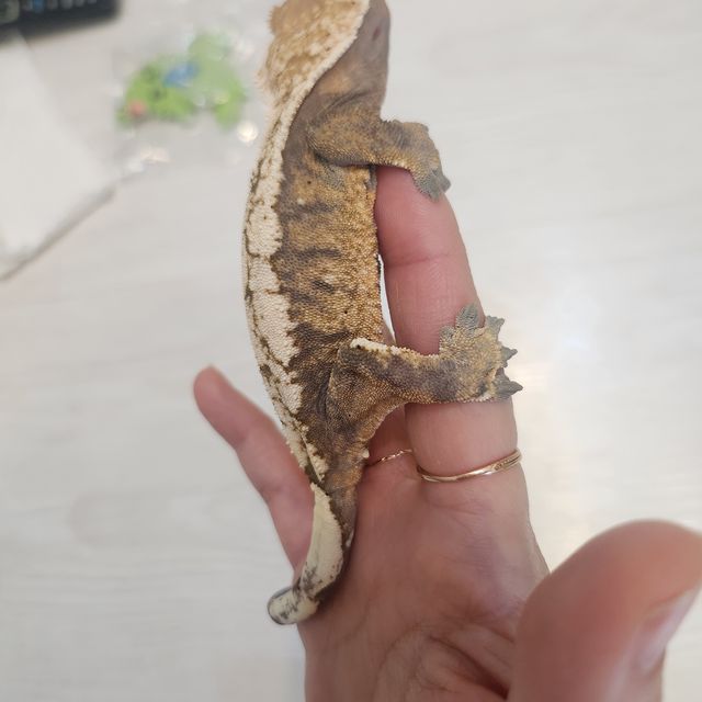 세이블