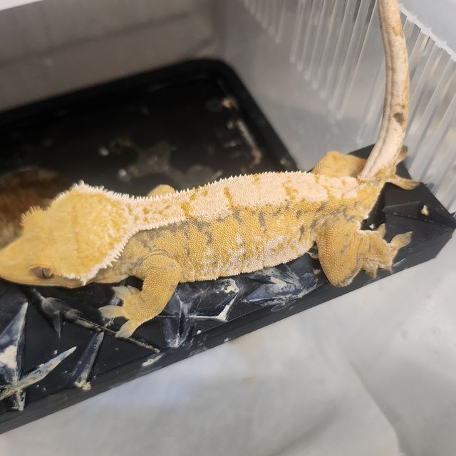 트라이