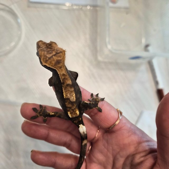 100%헷아잔틱 카푸치노