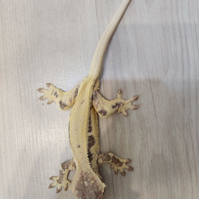 프라푸치노