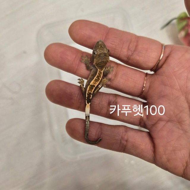 100%헷아잔틱 카푸치노