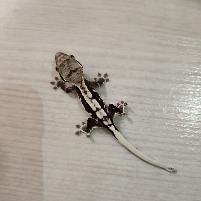 릴잔틱