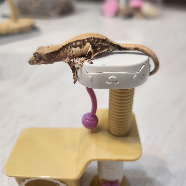 릴리화이트