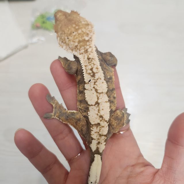세이블