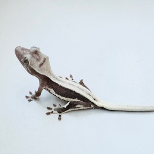 릴잔틱
