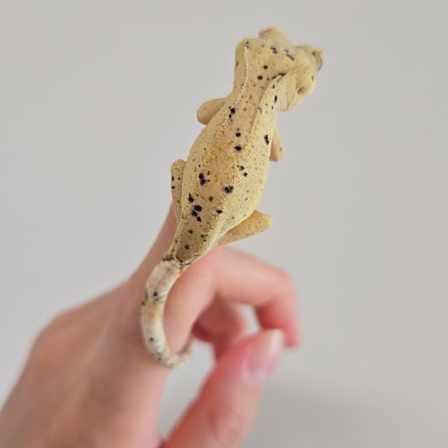 슈퍼달마시안 달마시안