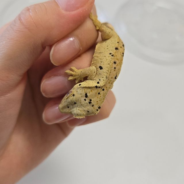 슈퍼달마시안 달마시안