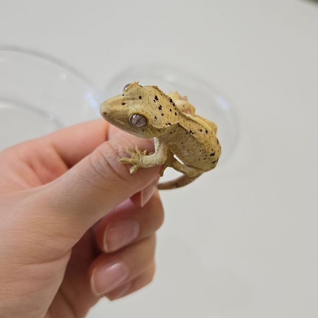 슈퍼달마시안 달마시안