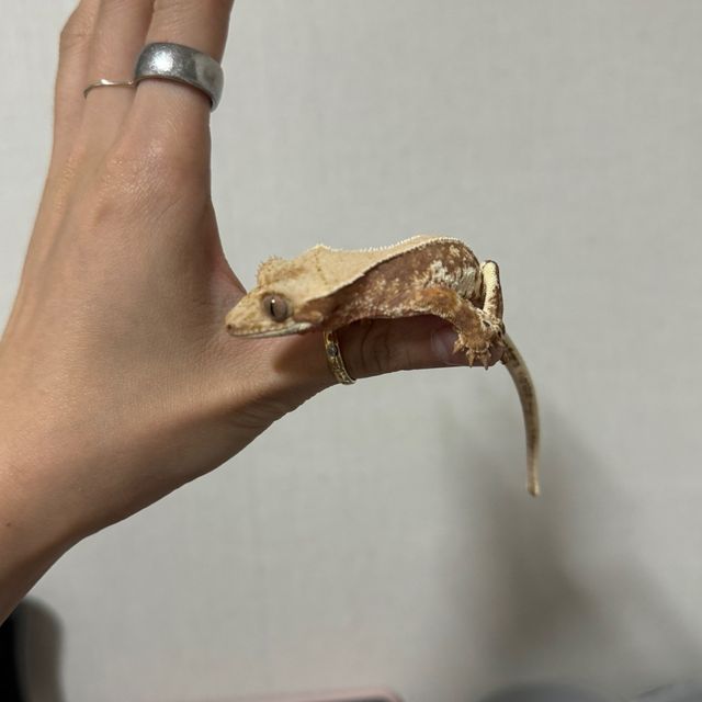 레드 릴리화이트