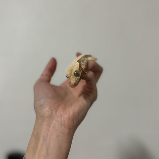 레드 릴리화이트