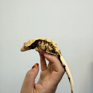 노멀 익스트림할리퀸