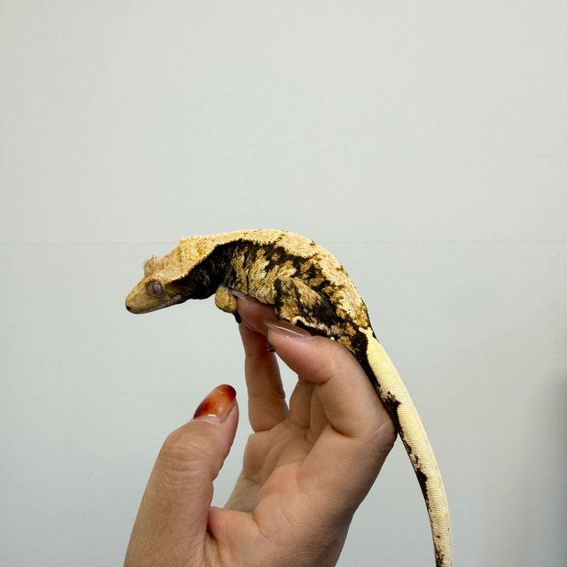 노멀 익스트림할리퀸