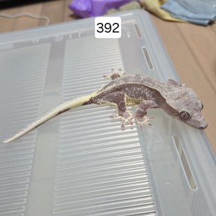 릴잔틱 팬텀 아잔틱