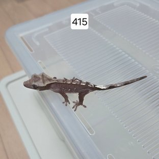 아잔틱