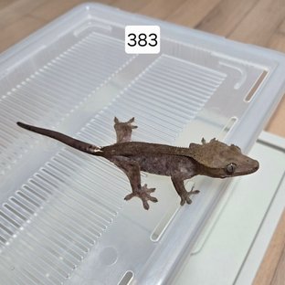 아잔틱 팬텀