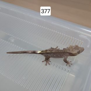 아잔틱