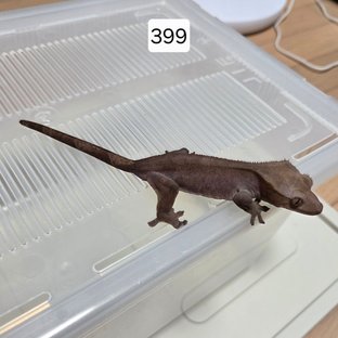 아잔틱 팬텀 패턴리스