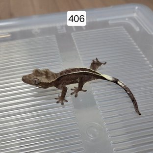아잔틱