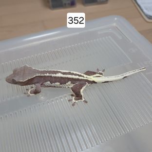 릴잔틱