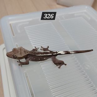 아잔틱