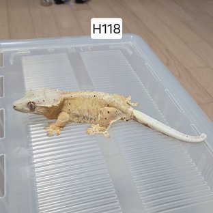 릴리100%헷아잔틱 팬텀 옐로우 달마시안