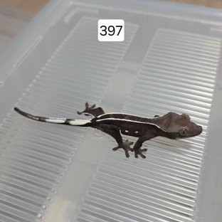 아잔틱 핀스트라이프
