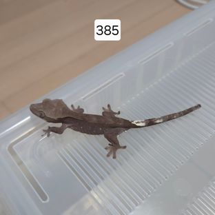 아잔틱 팬텀