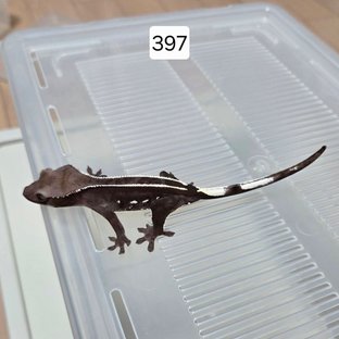 아잔틱 핀스트라이프