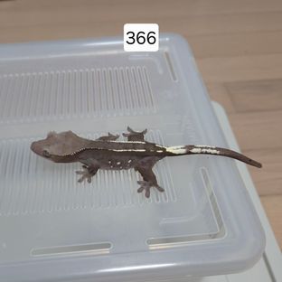 아잔틱