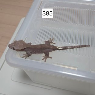 아잔틱 팬텀