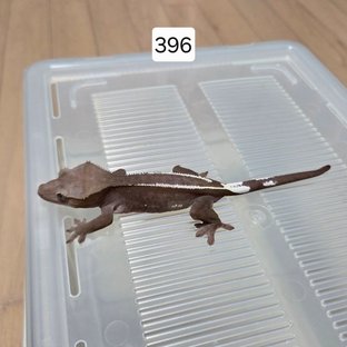 아잔틱 핀스트라이프