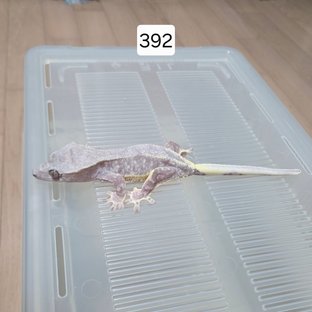 릴잔틱 팬텀 아잔틱