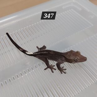 아잔틱