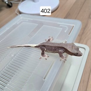 릴잔틱 아잔틱 팬텀