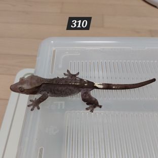 아잔틱