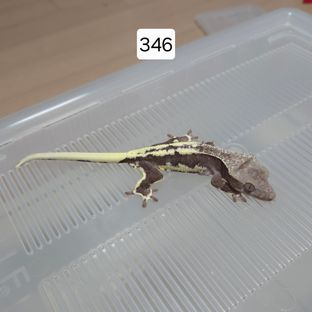 릴잔틱 팬텀