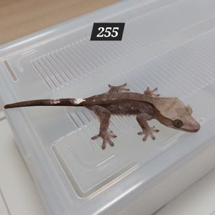 아잔틱