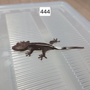 아잔틱 핀스트라이프