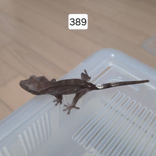아잔틱